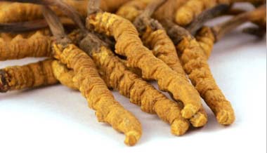 Cordyceps manufacturer wholesale