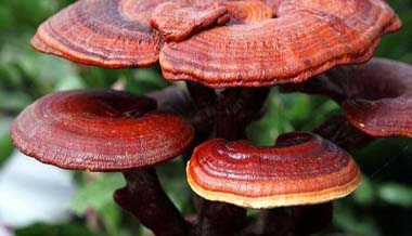 Ganoderma lucidum manufacturer wholesale