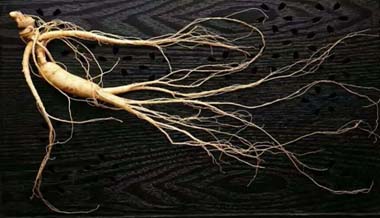 Wild ginseng manufacturer wholesale